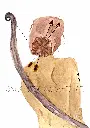 sagitaire (2).webp