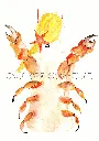 cancer (2).webp