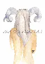 belier (2).webp