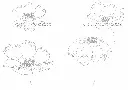 24(1).webp