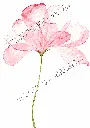 fleur rose (2).webp