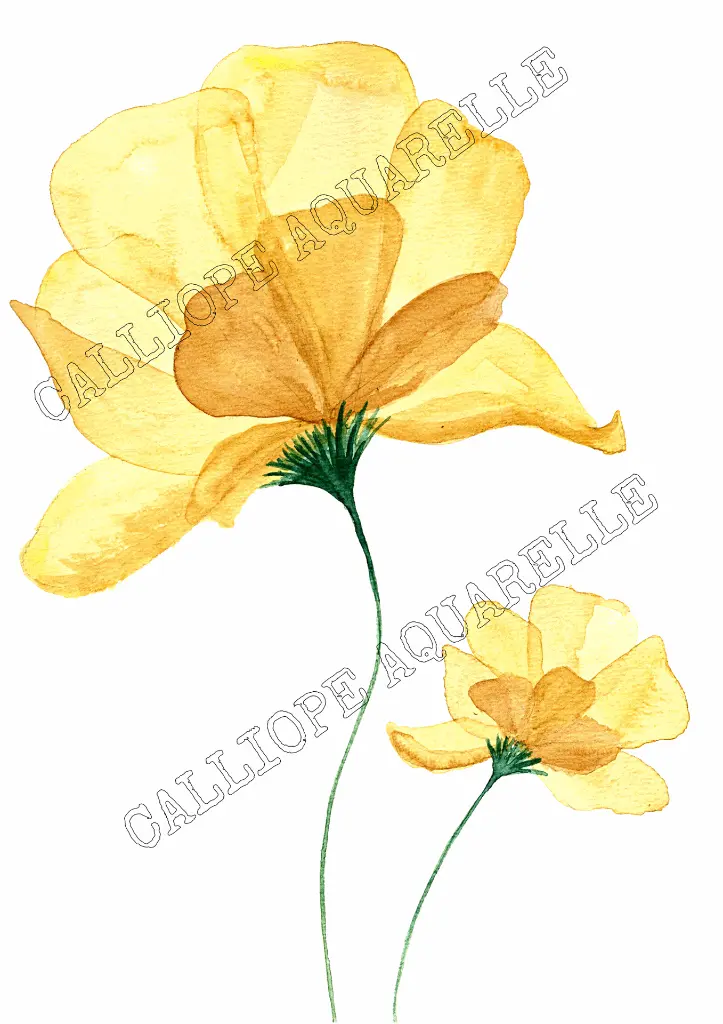 fleur jaune (1).webp