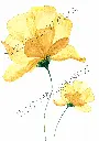 fleur jaune (1).webp